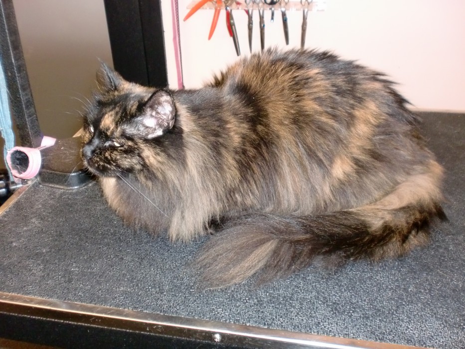 Grooming and Bathing for Cats The Paw Pet Spa